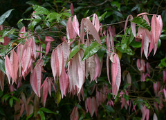 Syzygium wilsonii cryptophlebium
