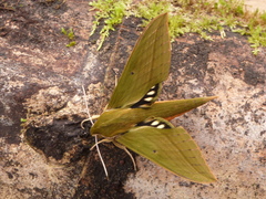 Xylophanes virescens