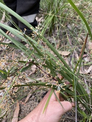 Lomandra multiflora multiflora