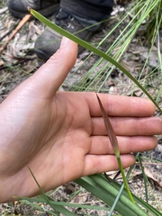 Lomandra multiflora multiflora