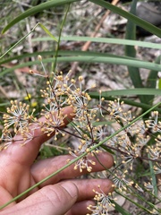 Lomandra multiflora multiflora