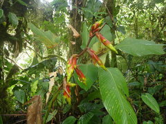 Guzmania xanthobractea