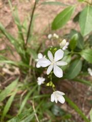 Libertia paniculata