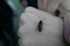 Vespula