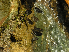 Sangalopsis