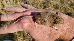 Reithrodontomys montanus