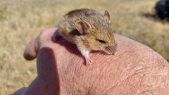 Reithrodontomys montanus