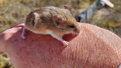 Reithrodontomys montanus