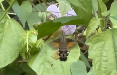 Macroglossum divergens