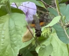 Macroglossum divergens