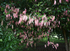 Syzygium wilsonii cryptophlebium
