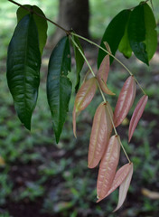 Syzygium wilsonii cryptophlebium