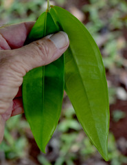 Syzygium wilsonii cryptophlebium