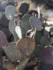 Opuntia basilaris