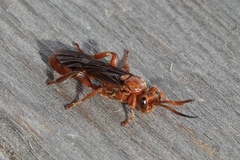 Spilichneumon