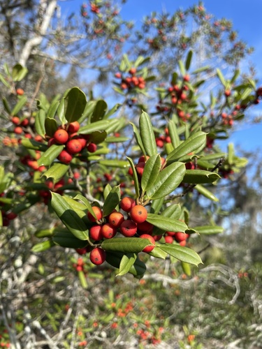 Ilex opaca var. arenicola