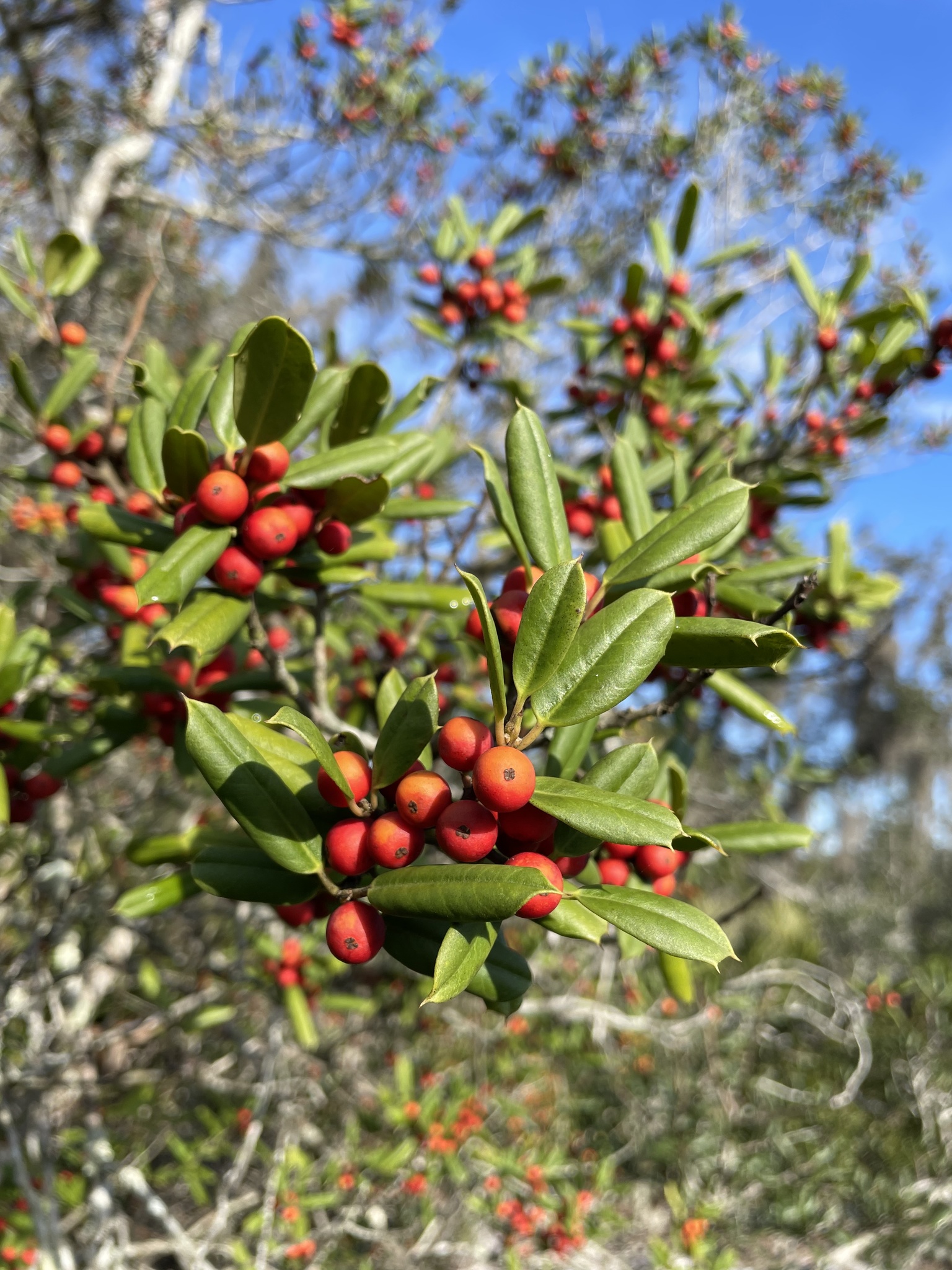 Ilex opaca var. arenicola