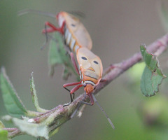 Pyrrhopeplus posthumus