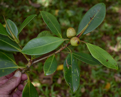 Ficus triradiata
