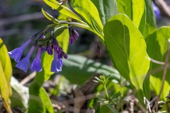 Mertensia virginica