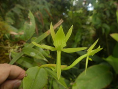 Epidendrum geminiflorum
