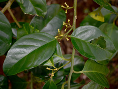 Gomphandra australiana