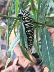 Danaus plexippus