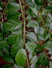 Gomphandra australiana