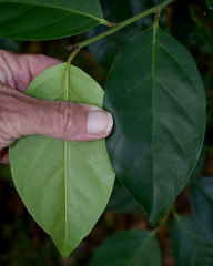 Gomphandra australiana