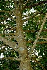 Gomphandra australiana