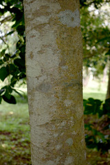 Gomphandra australiana