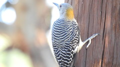 Melanerpes aurifrons