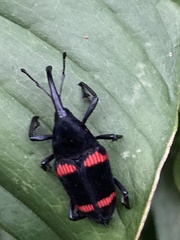 Cactophagus duplocinctus