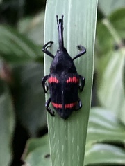 Cactophagus duplocinctus