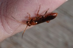 Spilichneumon
