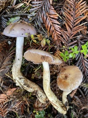 Cortinarius salor