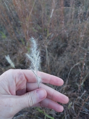 Bothriochloa torreyana