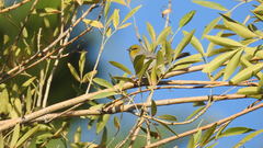 Auriparus flaviceps