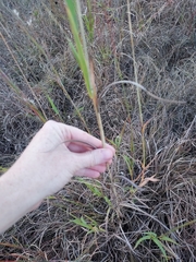 Bothriochloa torreyana