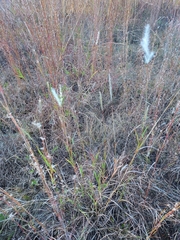 Bothriochloa torreyana