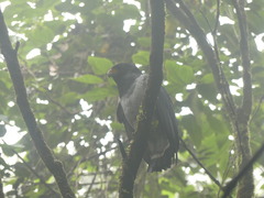 Morphnarchus princeps