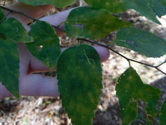 Phyllonorycter celtisella
