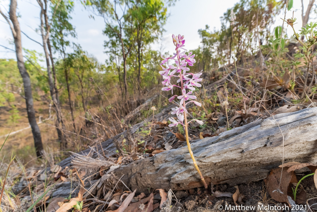 Dipodium elegantulum Nicholls