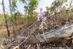 Dipodium elegantulum