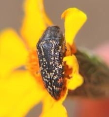 Acmaeodera mudgei