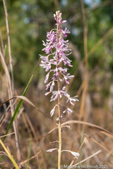Dipodium elegantulum
