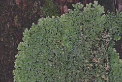 Pannaria phyllidiata