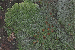 Pannaria phyllidiata