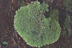 Pannaria phyllidiata
