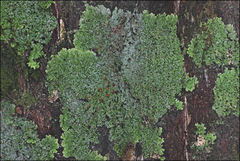Pannaria phyllidiata
